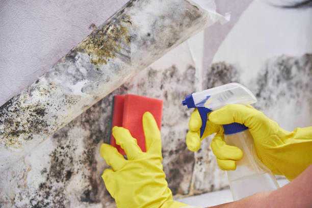 Best Emergency Mold Remediation in South Les, AK